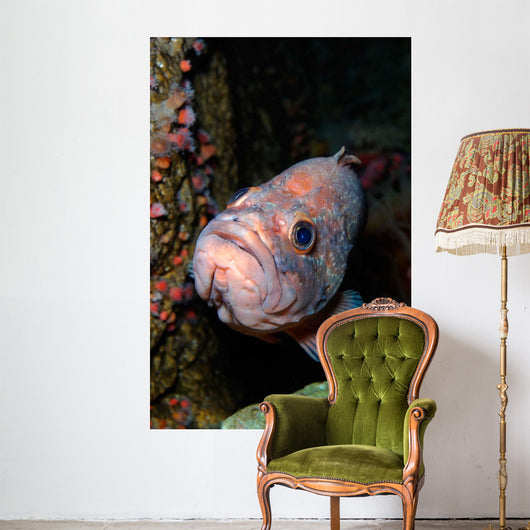 Starry Rockfish Sebastes Constellatus Wall Decal