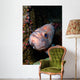 Starry Rockfish Sebastes Constellatus Wall Decal