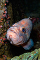 Starry Rockfish Sebastes Constellatus Wall Decal