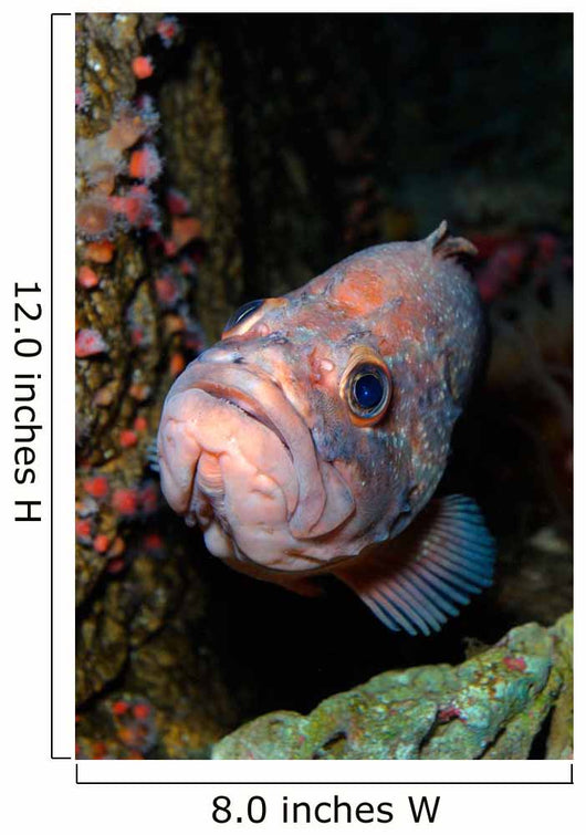 Starry Rockfish Sebastes Constellatus Wall Decal