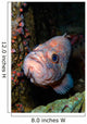 Starry Rockfish Sebastes Constellatus Wall Decal