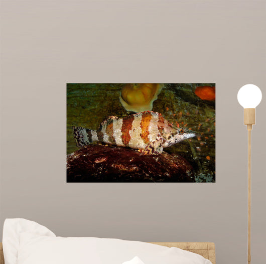 Painted Greenling Oxylebius Pictus Wall Decal