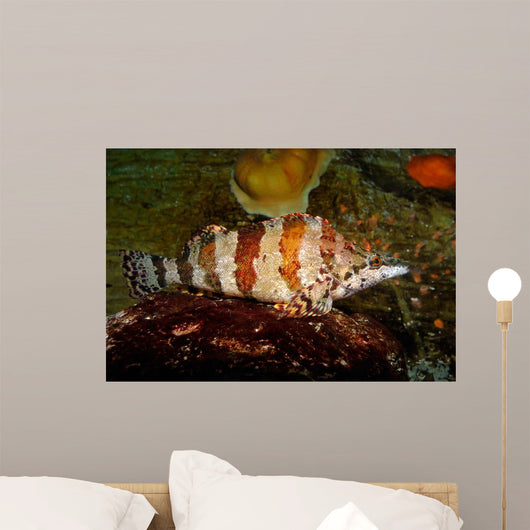 Painted Greenling Oxylebius Pictus Wall Decal