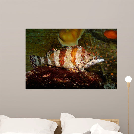 Painted Greenling Oxylebius Pictus Wall Decal