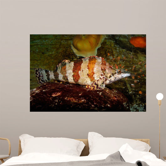 Painted Greenling Oxylebius Pictus Wall Decal