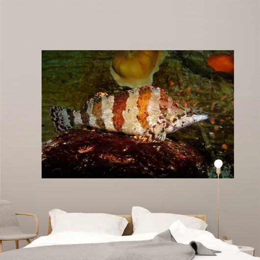 Painted Greenling Oxylebius Pictus Wall Decal