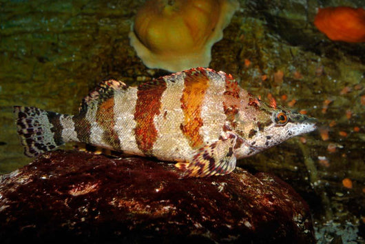 Painted Greenling Oxylebius Pictus Wall Decal