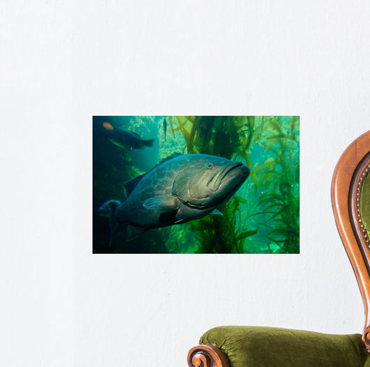 Broomtail Grouper Mycteroperca Xenarcha Wall Decal