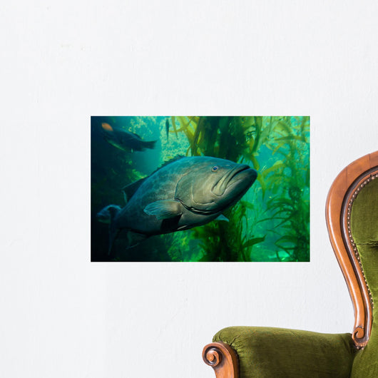 Broomtail Grouper Mycteroperca Xenarcha Wall Decal