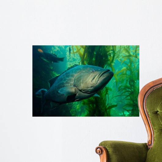 Broomtail Grouper Mycteroperca Xenarcha Wall Decal