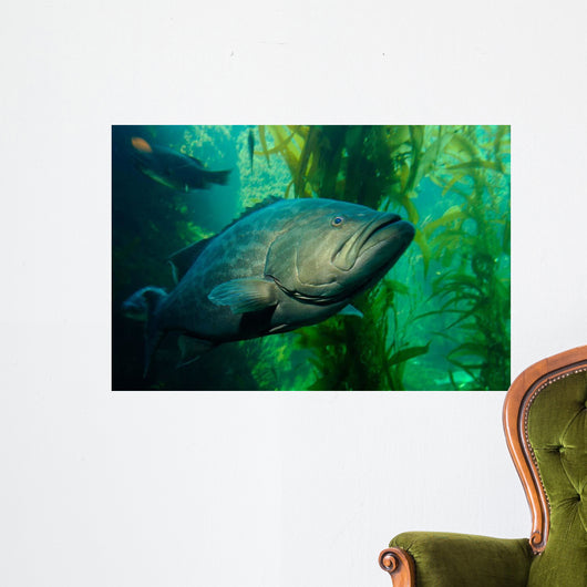 Broomtail Grouper Mycteroperca Xenarcha Wall Decal