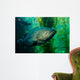 Broomtail Grouper Mycteroperca Xenarcha Wall Decal