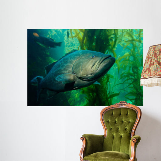 Broomtail Grouper Mycteroperca Xenarcha Wall Decal