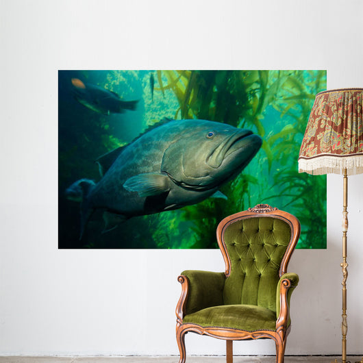 Broomtail Grouper Mycteroperca Xenarcha Wall Decal