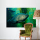 Broomtail Grouper Mycteroperca Xenarcha Wall Decal