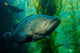 Broomtail Grouper Mycteroperca Xenarcha Wall Decal