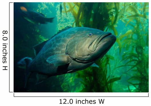 Broomtail Grouper Mycteroperca Xenarcha Wall Decal