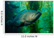 Broomtail Grouper Mycteroperca Xenarcha Wall Decal