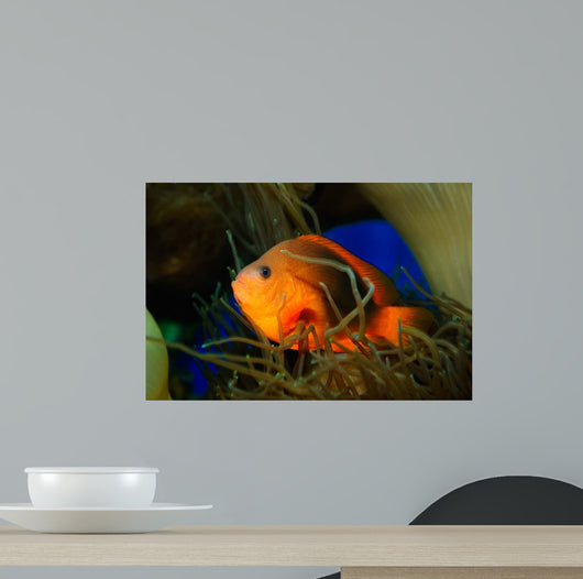 Red Saddleback Anemonefish Wall Decal Design 2