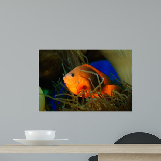 Red Saddleback Anemonefish Wall Decal Design 2