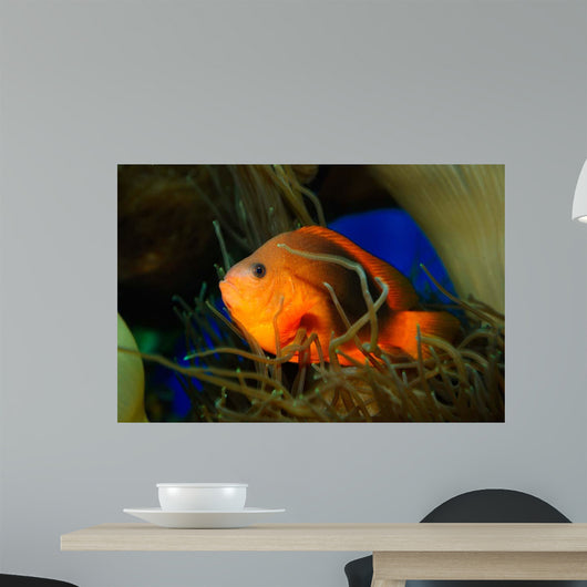 Red Saddleback Anemonefish Wall Decal Design 2