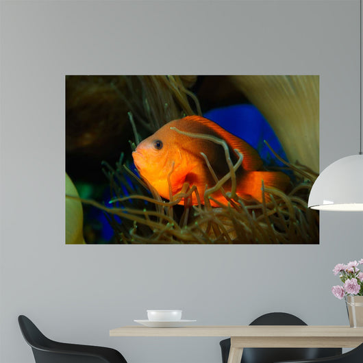 Red Saddleback Anemonefish Wall Decal Design 2