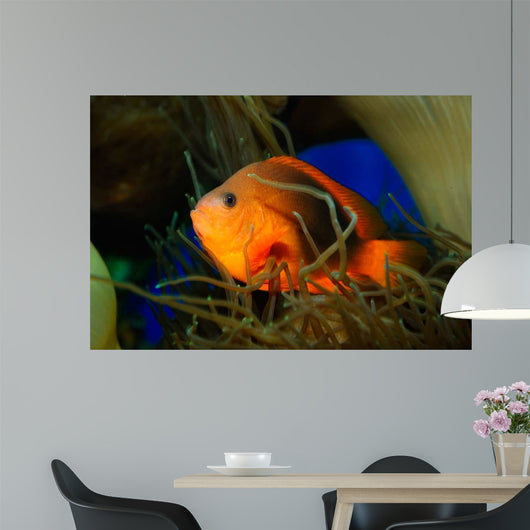 Red Saddleback Anemonefish Wall Decal Design 2