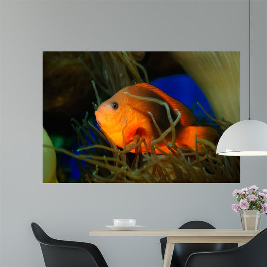 Red Saddleback Anemonefish Wall Decal Design 2