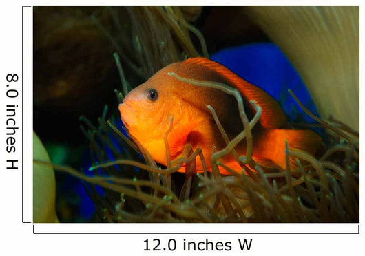 Red Saddleback Anemonefish Wall Decal Design 2