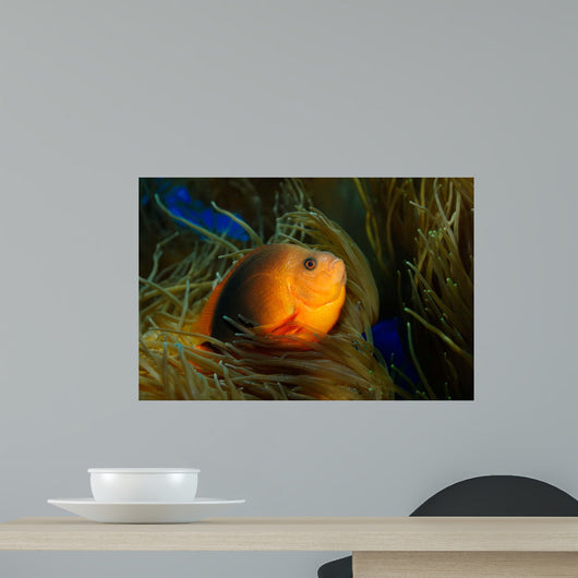 Red Saddleback Anemonefish Wall Decal Design 1