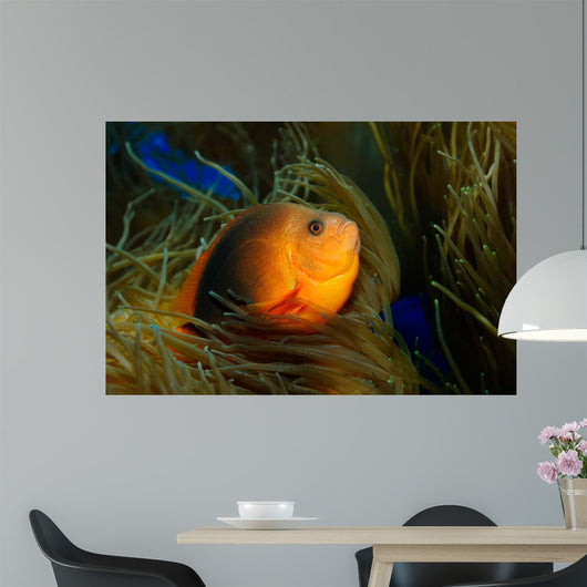 Red Saddleback Anemonefish Wall Decal Design 1
