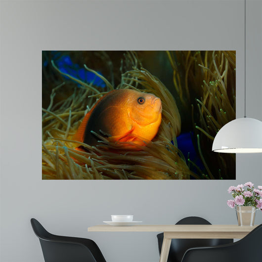 Red Saddleback Anemonefish Wall Decal Design 1