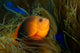 Red Saddleback Anemonefish Wall Decal Design 1