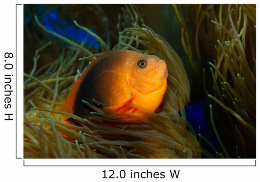 Red Saddleback Anemonefish Wall Decal Design 1
