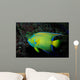 Queen Angelfish Holocanthus Ciliaris Wall Decal Design 2