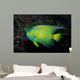 Queen Angelfish Holocanthus Ciliaris Wall Decal Design 2