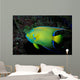 Queen Angelfish Holocanthus Ciliaris Wall Decal Design 2