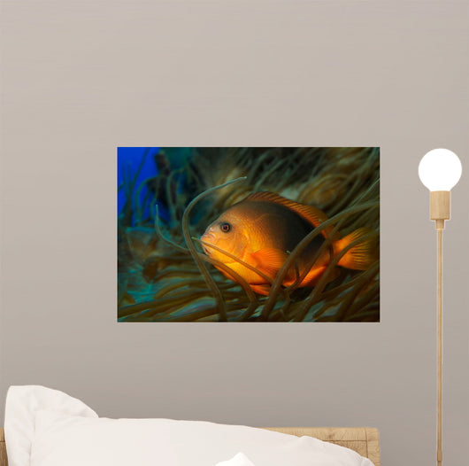 Red Saddleback Anemonefish Amphiprion Wall Decal