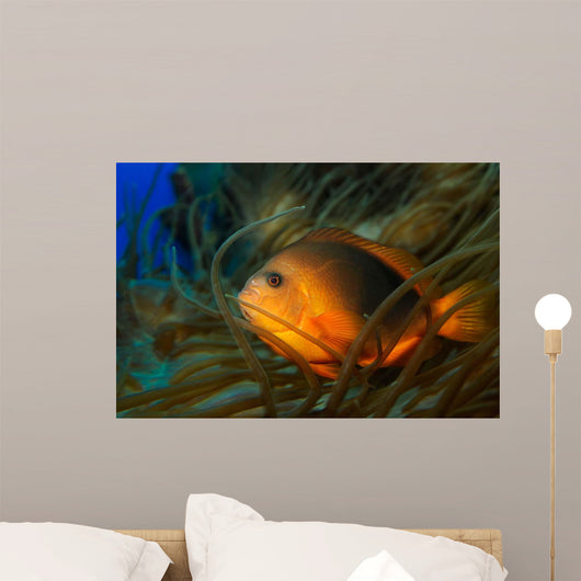 Red Saddleback Anemonefish Amphiprion Wall Decal
