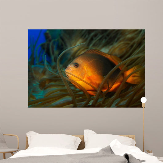 Red Saddleback Anemonefish Amphiprion Wall Decal