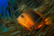 Red Saddleback Anemonefish Amphiprion Wall Decal