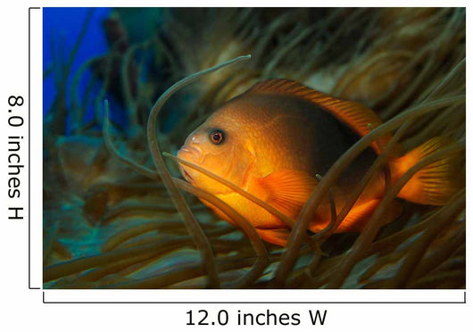 Red Saddleback Anemonefish Amphiprion Wall Decal