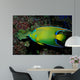 Queen Angelfish Holocanthus Ciliaris Wall Decal Design 1