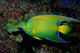 Queen Angelfish Holocanthus Ciliaris Wall Decal Design 1