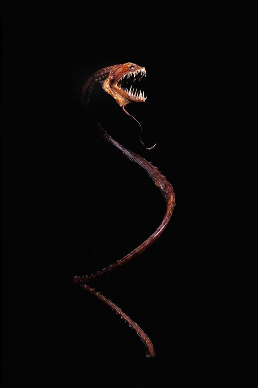 Dragonfish Idiacanthus Antrostomus Wall Decal