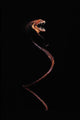Dragonfish Idiacanthus Antrostomus Wall Decal