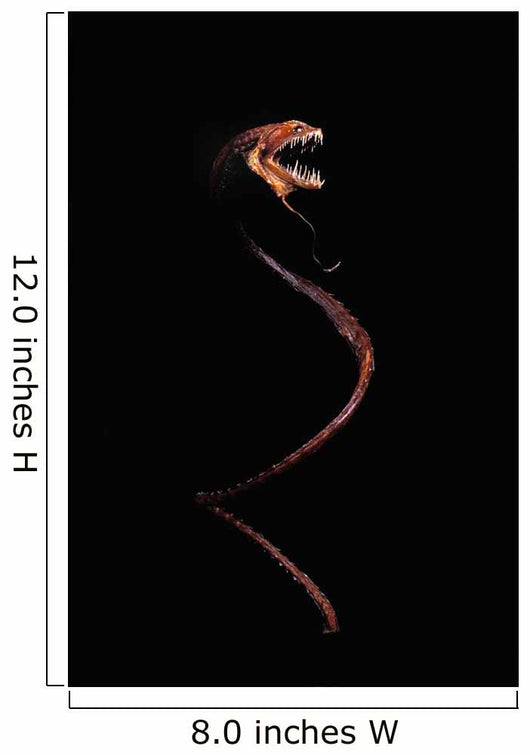 Dragonfish Idiacanthus Antrostomus Wall Decal