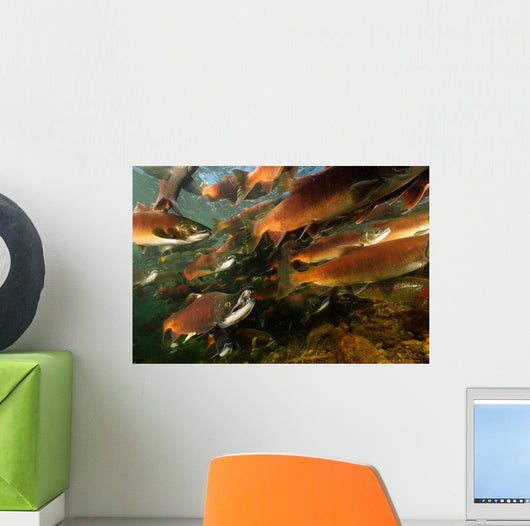 Red Salmon Oncorhynchus Nerka Wall Decal Design 5