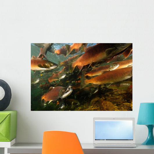 Red Salmon Oncorhynchus Nerka Wall Decal Design 5