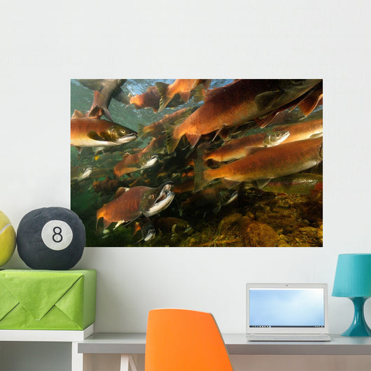 Red Salmon Oncorhynchus Nerka Wall Decal Design 5